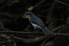 Myiagra rubecula