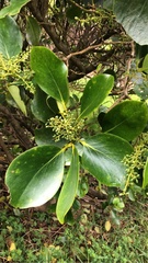 Griselinia