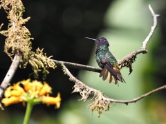 Chrysuronia oenone