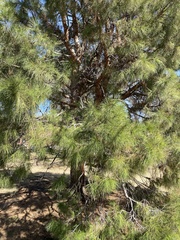 Pinus brutia