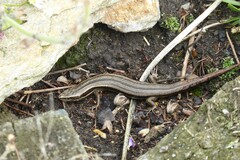 Oligosoma polychroma