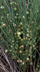 Antistrophus pisum