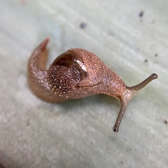 Stanisicarion freycineti