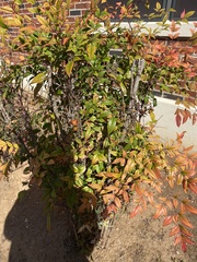 Nandina