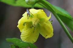 Dillenia suffruticosa