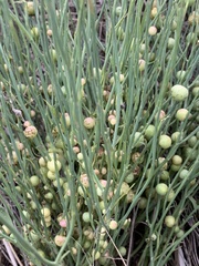 Antistrophus pisum