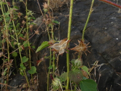 Hibiscus hispidissimus