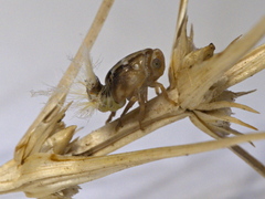 Scolypopa australis