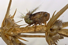 Scolypopa australis