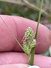 Carex complanata