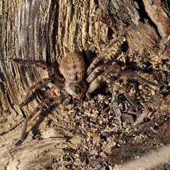 Polybetes pythagoricus