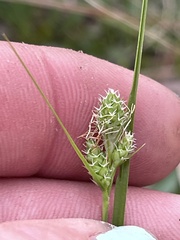 Carex complanata