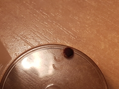 Argas vespertilionis