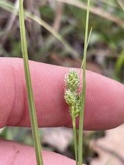 Carex complanata