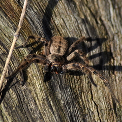 Polybetes pythagoricus