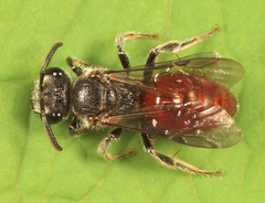Sphecodes davisii