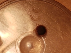 Argas vespertilionis