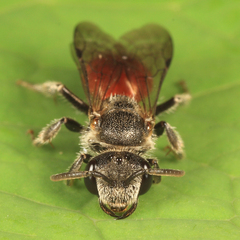 Sphecodes davisii
