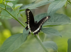 Papilio fuscus