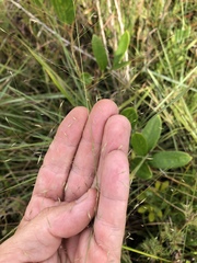 Muhlenbergia expansa
