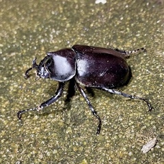 Xylotrupes australicus