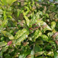 Eriophyidae