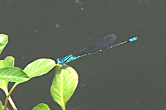 Pseudagrion microcephalum