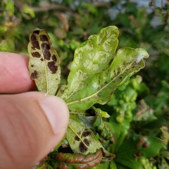 Eriophyidae