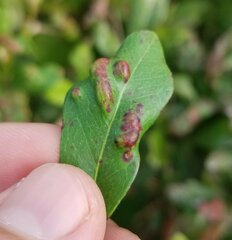 Eriophyidae