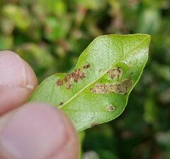 Eriophyidae