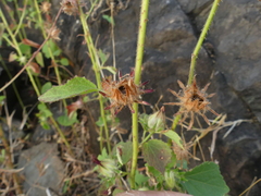 Hibiscus hispidissimus