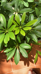 Heptapleurum arboricola