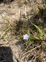 Gentiana loureiroi