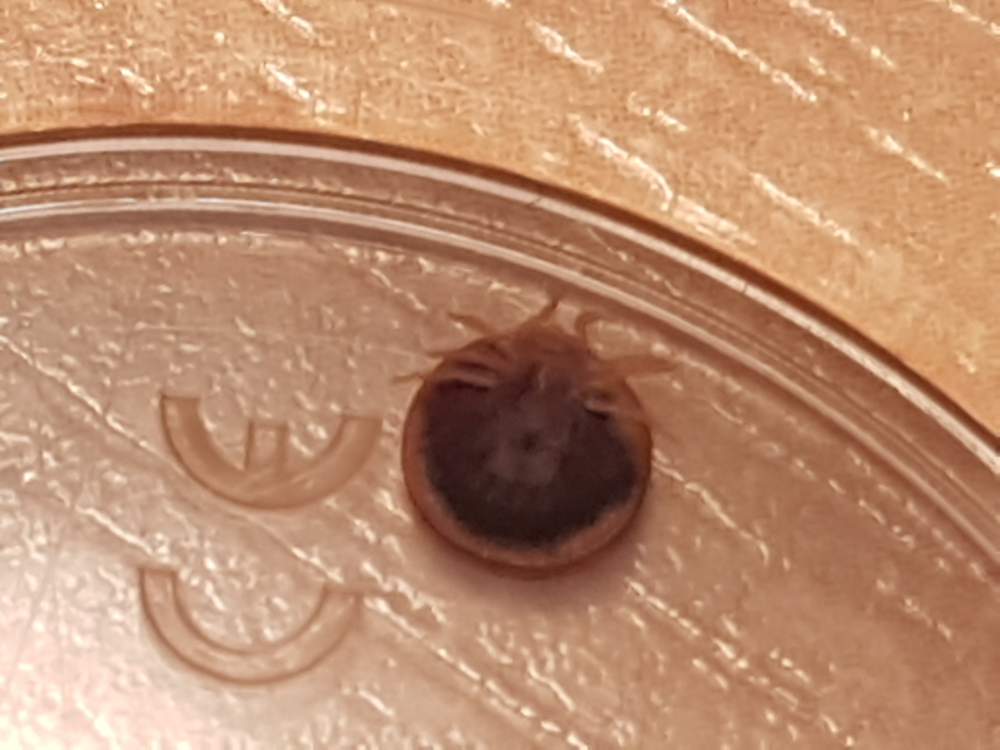 Carios vespertilionis Latreille, 1796
