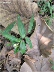 Tripogandra serrulata