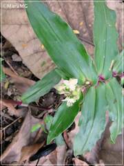 Tripogandra serrulata