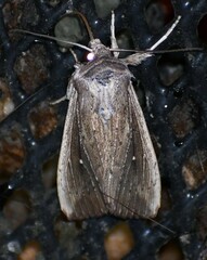 Leucania subpunctata