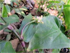 Tripogandra serrulata