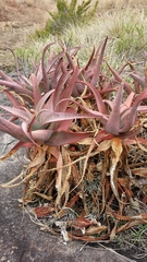 Aloe newtonii image