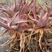 Aloe newtonii - Photo (c) linah, some rights reserved (CC BY-NC), uploaded by linah