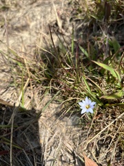 Gentiana loureiroi