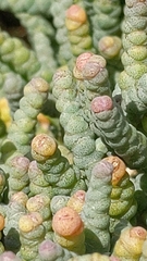 Tecticornia