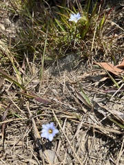 Gentiana loureiroi