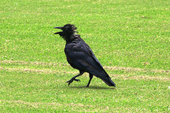 Corvus orru