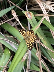 Heteronympha paradelpha