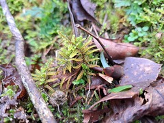 Hypnum plumaeforme