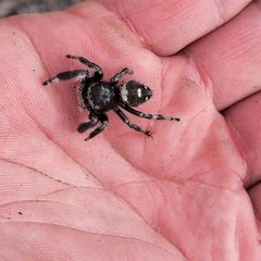 Phidippus regius