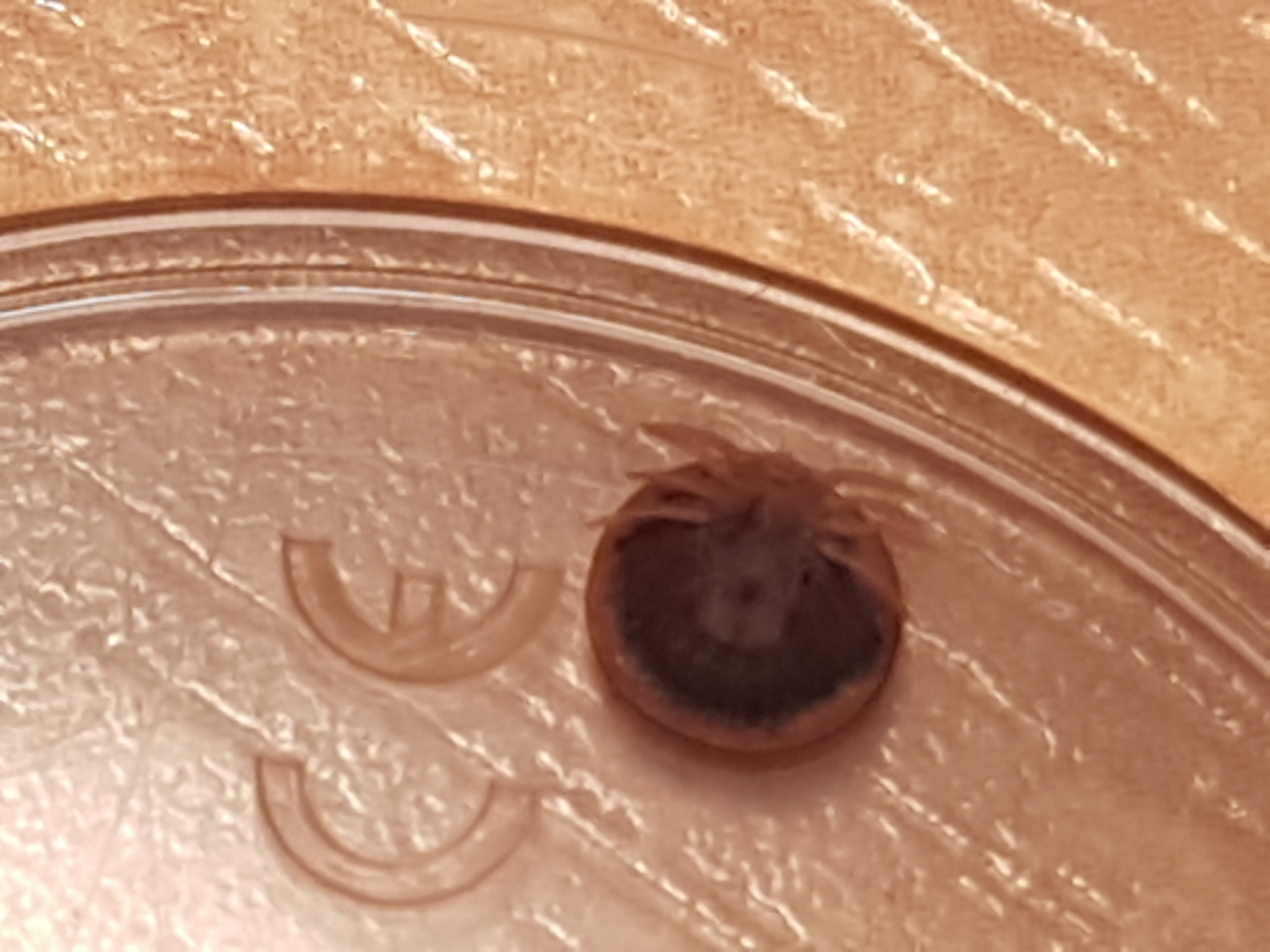 Carios vespertilionis Latreille, 1796