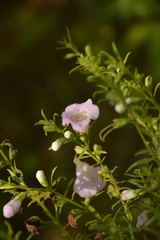Agalinis genistifolia