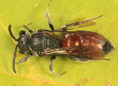 Sphecodes johnsonii